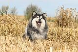 CHIEN FINNOIS DE LAPONIE 226